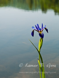 Graceful Solitude