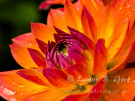 Unfolding Flames