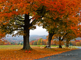 Fall Visions of Delight
