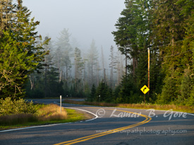 Mystical Northern Forest