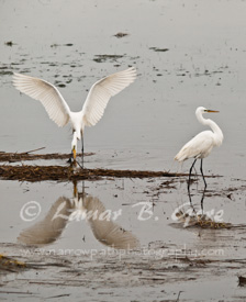 A Perfect Egret Strike